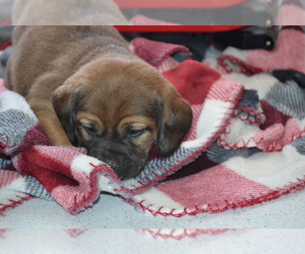 Medium Photo #16 Jug Puppy For Sale in GREENWOOD, WI, USA
