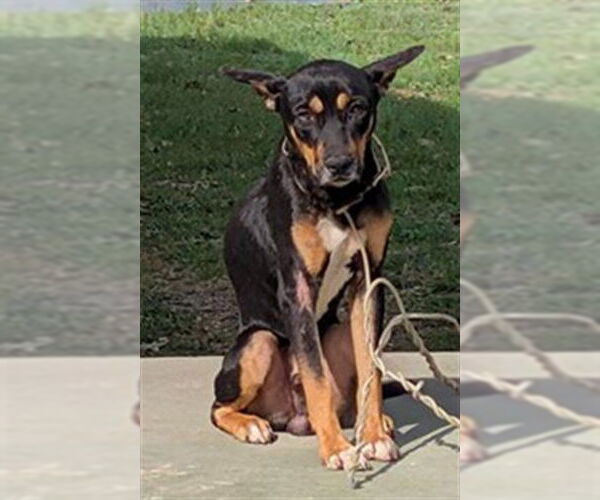 Medium Photo #1 German Shepherd Dog-Unknown Mix Puppy For Sale in San Antonio, TX, USA