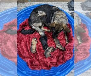 German Shepherd Dog Litter for sale in WALDORF, MD, USA