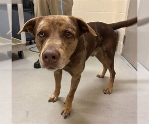 Mutt Dogs for adoption in Sanford, FL, USA