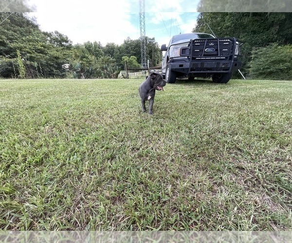 Medium Photo #14 Cane Corso Puppy For Sale in MONTGOMERY, AL, USA