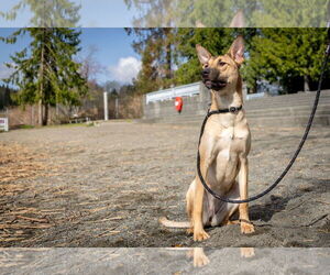 German Shepherd Dog Dogs for adoption in Seattle, WA, USA