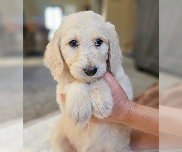 Medium Photo #37 Goldendoodle Puppy For Sale in KATY, TX, USA
