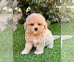 Small #12 Maltipoo