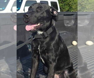 Medium Labrador Retriever Mix