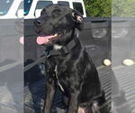 Small Labrador Retriever Mix