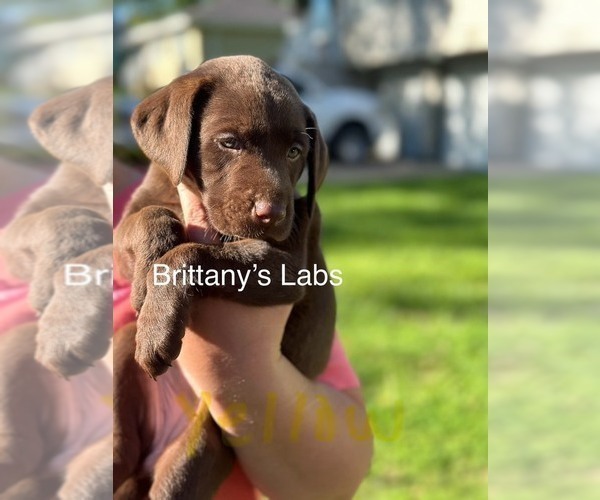 Medium Photo #2 Labrador Retriever Puppy For Sale in SAINT JOSEPH, MO, USA