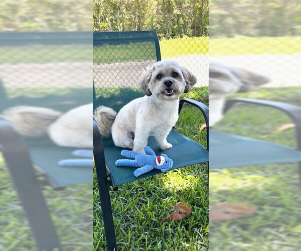 Medium Photo #4 Shih Tzu-Unknown Mix Puppy For Sale in Weston, FL, USA