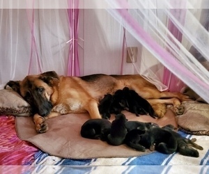 Mother of the German Shepherd Dog puppies born on 12/11/2021