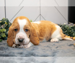 Small Photo #18 Basset Hound Puppy For Sale in FRESNO, OH, USA