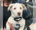 Small #2 Border Collie Mix