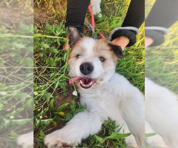 Medium Photo #3 Pembroke Welsh Corgi-Unknown Mix Puppy For Sale in Agoura Hills, CA, USA