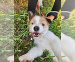 Small #2 Pembroke Welsh Corgi Mix
