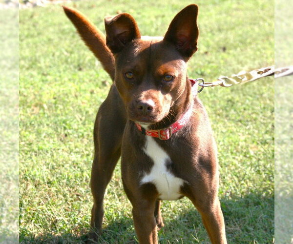 Medium Photo #2 Mutt Puppy For Sale in Linton, IN, USA