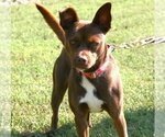 Small Photo #2 Mutt Puppy For Sale in Linton, IN, USA