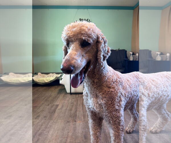 Medium Photo #2 Poodle (Standard) Puppy For Sale in Pacolet, SC, USA
