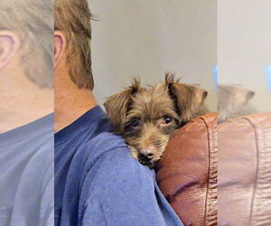 Mutt Dogs for adoption in Mooresville, NC, USA