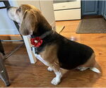 Small #2 Beagle