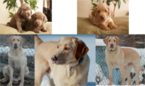 Small Photo #1 Labrador Retriever Puppy For Sale in ADKINS, TX, USA
