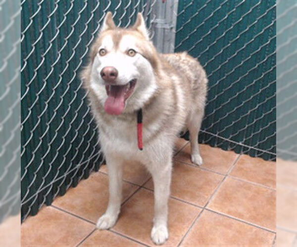 Medium Photo #1 Siberian Husky Puppy For Sale in Downey, CA, USA