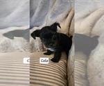 Puppy Cole Yorkshire Terrier