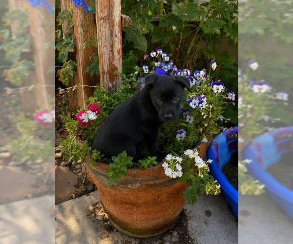 Medium Photo #1 Labrador Retriever-Unknown Mix Puppy For Sale in MIDWAY, UT, USA