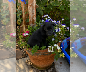 Labrador Retriever-Unknown Mix Dogs for adoption in MIDWAY, UT, USA