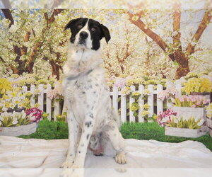 Anatolian Shepherd-Unknown Mix Dogs for adoption in Oroville, CA, USA