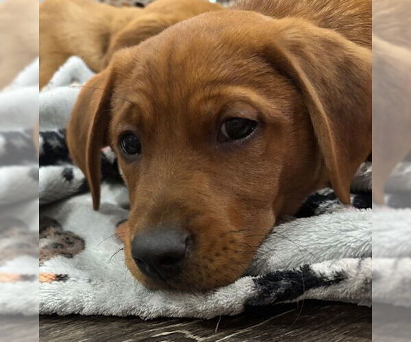 Medium Photo #3 Golden Retriever-Unknown Mix Puppy For Sale in Brooklyn Center, MN, USA