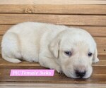 Small Photo #45 Labrador Retriever Puppy For Sale in EDGEWOOD, TX, USA