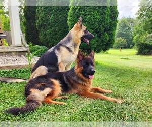 German Shepherd Dog Puppy for sale in MORROW, OH, USA
