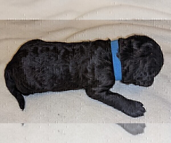 Medium Photo #9 Labradoodle Puppy For Sale in JOPLIN, MO, USA