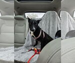 Small #1 Collie Mix