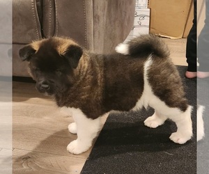 Akita Puppy for sale in LAKEBAY, WA, USA