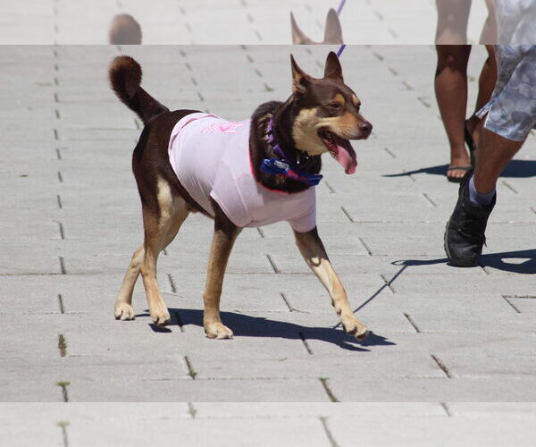 Medium Photo #3 Siberian Husky-Unknown Mix Puppy For Sale in Lockport, NY, USA