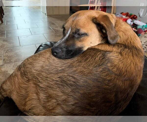 Medium Photo #23 Mutt Puppy For Sale in Farmington, MN, USA