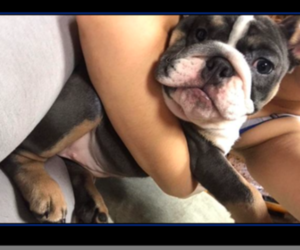 Bulldog Puppy for sale in WORCESTER, MA, USA
