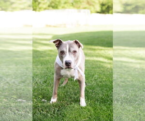 Mutt Dogs for adoption in Crete, IL, USA
