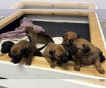 Puppy Puppy 1 Belgian Malinois-Rhodesian Ridgeback Mix