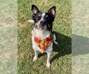 Medium Mutt