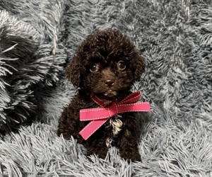 Cavapoo (Toy) Puppy for sale in JEFFERSONVILLE, IN, USA