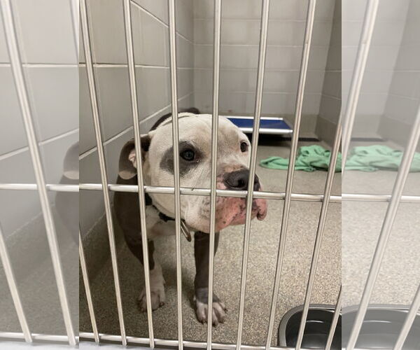 Medium Photo #6 Bulldog-Unknown Mix Puppy For Sale in Virginia Beach, VA, USA