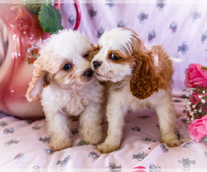 Cavapoo Litter for sale in WAKARUSA, IN, USA