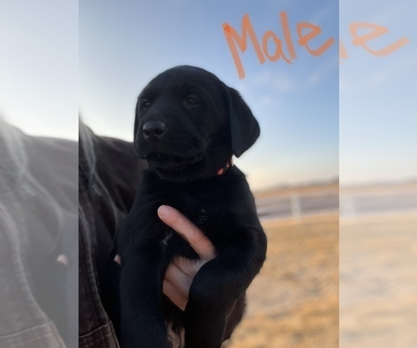 Medium Photo #8 Labrador Retriever Puppy For Sale in FALLS CITY, NE, USA