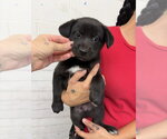 TEENIE - Male German Shepherd Dog Dog for Adoption - Small photo