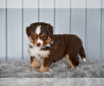 Small #2 Miniature Australian Shepherd