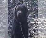 Small Photo #1 Labrador Retriever Puppy For Sale in SYLVA, NC, USA