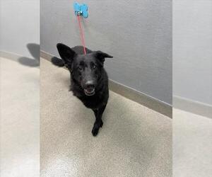 German Shepherd Dog-Unknown Mix Dogs for adoption in Las Vegas, NV, USA