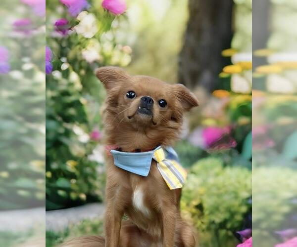 Medium Photo #3 Cavalier King Charles Spaniel Puppy For Sale in Oakley, CA, USA