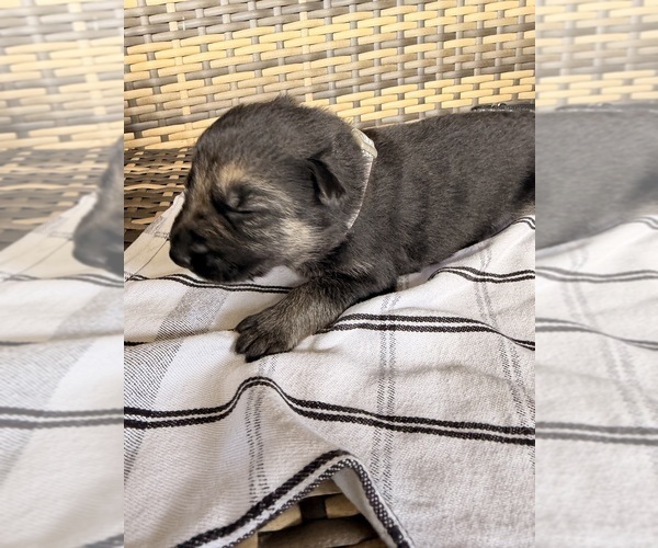 Medium Photo #15 German Shepherd Dog Puppy For Sale in ZANESVILLE, OH, USA